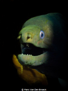 
shadow moray by Marc Van Den Broeck 